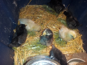 New chicks, a variety, not sure what all we have.  But think the two light ones are silkies.